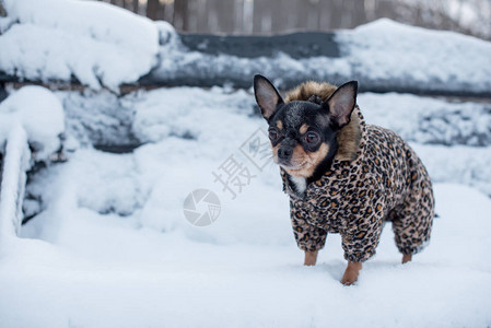 冬天的小狗外套很冷图片
