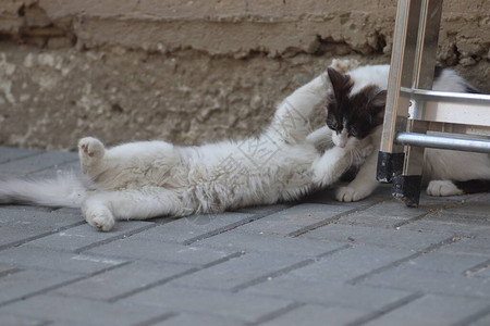 两只灰白的猫在阳光明媚的一天在铁楼梯附近的房子墙边玩耍图片