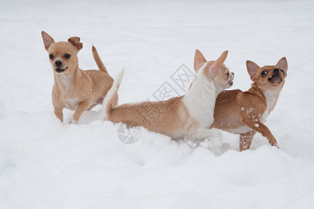 有趣的小吉娃在雪地里玩耍小可爱的狗图片