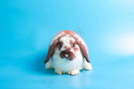 复活节快乐蓝色背景上的花式兔子蓝色背景上可爱的花式小兔子根据标准物种图片