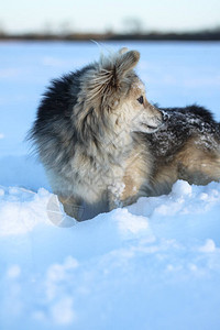 冬天下雪后在森林的公园里一只美丽的宠物与一条小狗一起的风景圣诞和图片