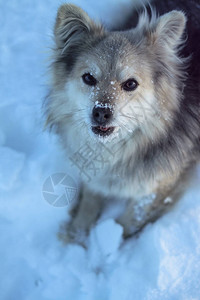 冬天下雪后在森林的公园里一只美丽的宠物与一条小狗一起的雪地风景圣诞和图片