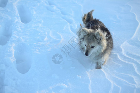 冬天下雪后在森林的公园里一只美丽的宠物与一条小狗一起的雪地风景圣诞和图片