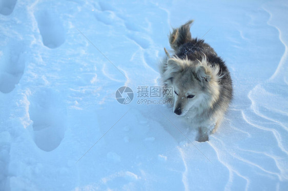 冬天下雪后在森林的公园里一只美丽的宠物与一条小狗一起的雪地风景圣诞和图片