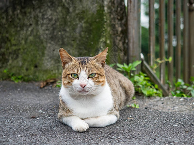 户外的一只可爱猫咪图片