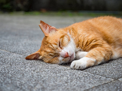 趴在地上的黄色猫咪图片