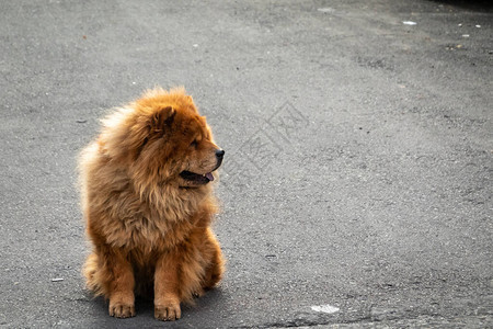 松狮犬站在城里的街上等图片