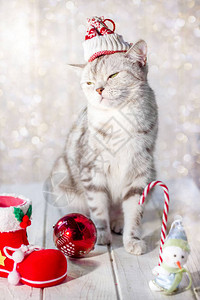 有趣的圣诞猫头戴圣塔背景图片