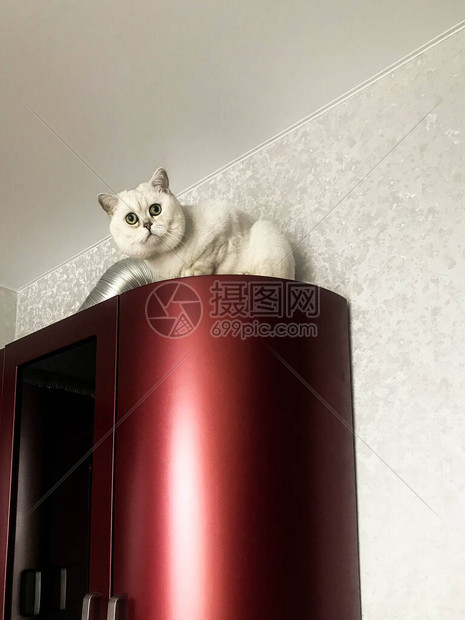 白色小猫坐在红色厨房的顶部一只长着耳朵和绿色眼睛的猫在和它的主人玩耍宠物躲在壁橱的顶部灰色闪亮图片