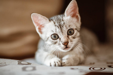 好奇的灰色小猫小猫在家里小宠物图片