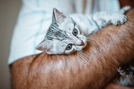 小可爱的家灰色条纹小猫在手图片