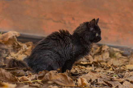 与黑猫的万圣节背景毛茸的猫在秋天躺在树叶上在秋图片