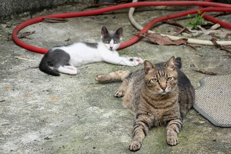 虎斑猫和她的朋友躺在地上图片