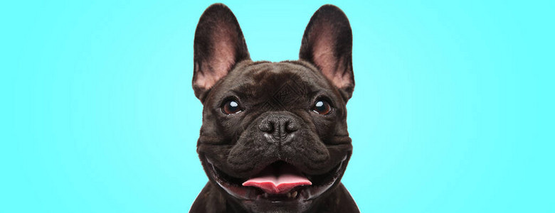 一只可爱的法国斗牛犬狗被紧闭着看着非常快乐和背景图片