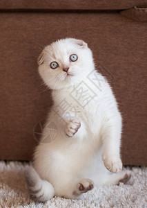 一只白色美丽的苏格兰小猫坐在它的后腿上前爪被抬起来了图片