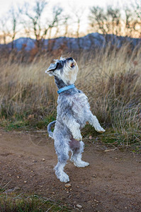 Schnauzer和他的主人站在一条泥土图片