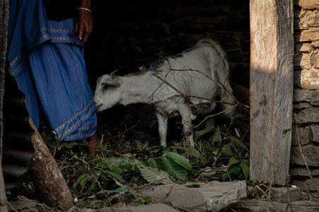 在尼泊尔博卡拉山村喂山羊图片