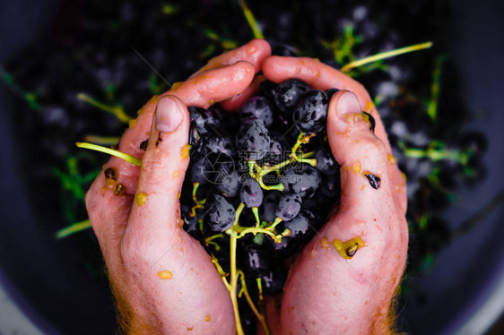 用葡萄酿造葡萄酒用手压碎葡萄在家里用黑葡图片