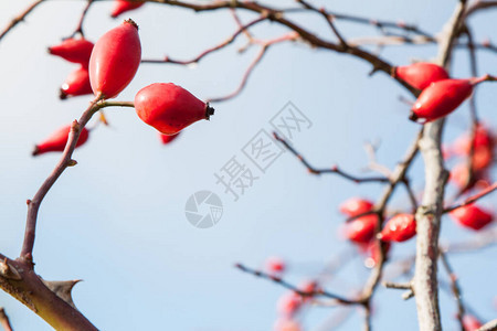 玫瑰花罗莎康妮娜秋天水图片