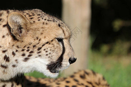 在南非的CheetahCinonnyxJuba图片