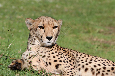 在南非的CheetahCinonnyxJuba图片