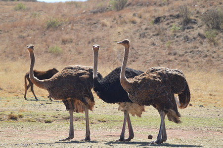 南非野生动物保护区内的鸵鸟Strut图片