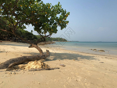 泰国沙美岛海滩上的树图片