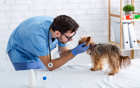 经验丰富的兽医在动物诊所对小狗图片