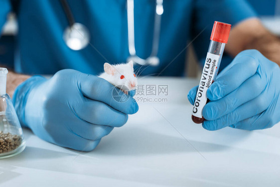 手持白老鼠和装有冠状录入的试验管的乳胶手套图片