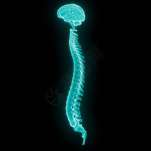 人脑与脊髓的3D插图图片