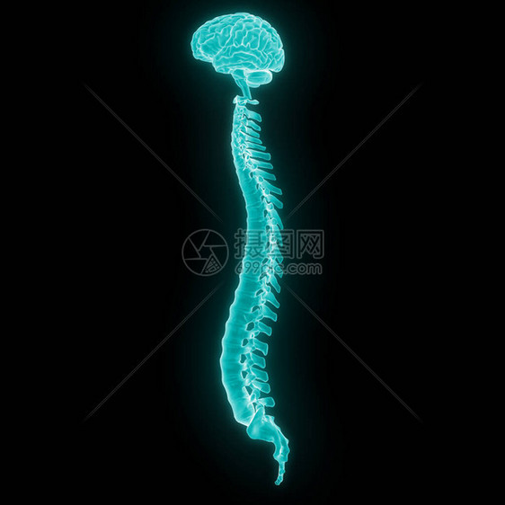 人脑与脊髓的3D插图图片