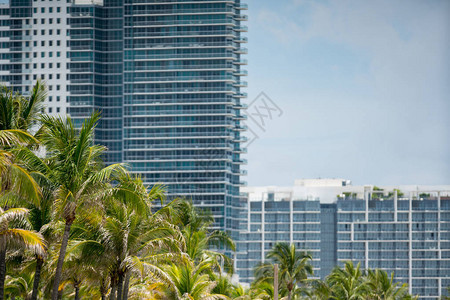 迈阿密棕榈树和公寓用图片