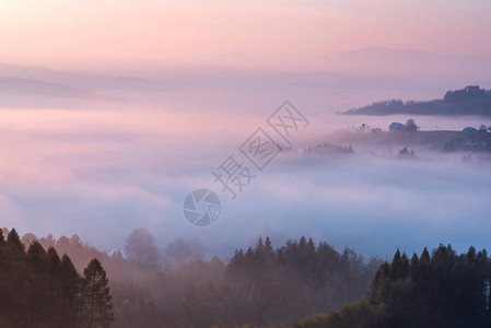 日出时在雾和森林图片