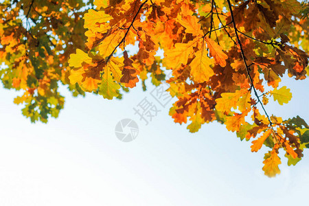 秋天的橡树枝阳光明亮的叶子秋天的风图片