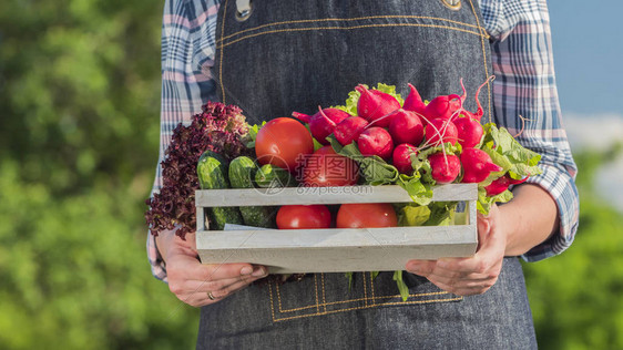 一个农民拿着一个木箱里面有一套新鲜的成熟蔬菜图片