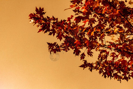 安大略省多伦爱尔兰公园的枫叶在改变颜色的树上图片
