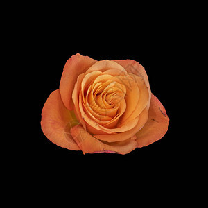 黑色背景的单孤立橙色玫瑰花图片