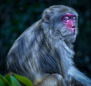 金山公园的猴子图片