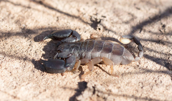 马达加斯蝎子小但有毒有图片