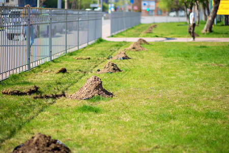 一排沿着栅栏挖苗的洞种植树木和灌木公园的改善图片
