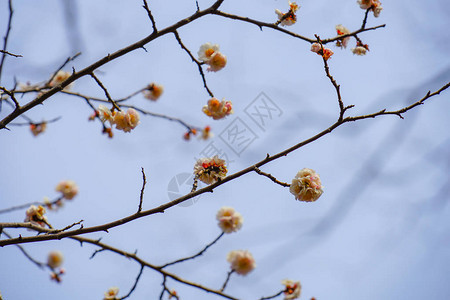 春梅花图背景图片