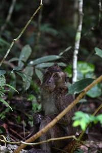 一只聪明又悲伤的猴子在森图片