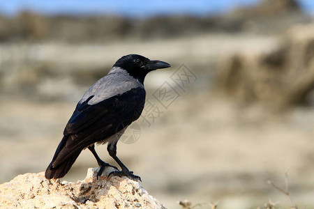 以色列北部地中海沿岸公园里的鸟图片