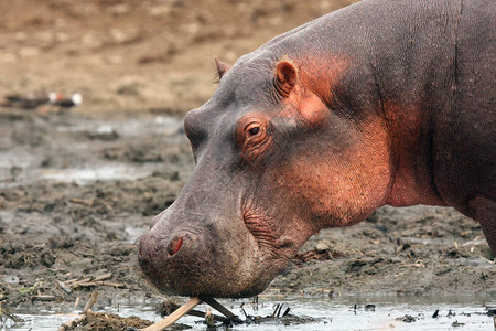 普通河马Hippopotomatusamphibius图片