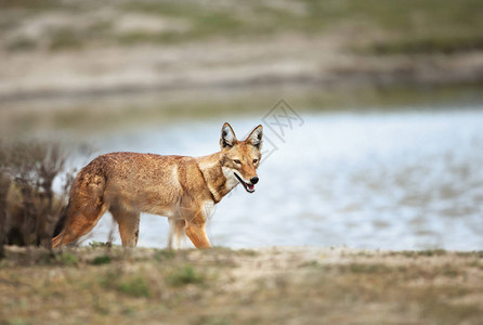 近距离接近埃塞俄比亚巴莱山水面的一头稀有和濒危的埃塞俄比亚狼Canissim图片