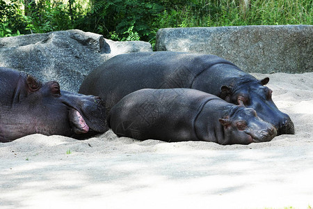 猪 水河马猪在水中的特写视图背景