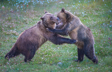 野生灰熊自然动物图片