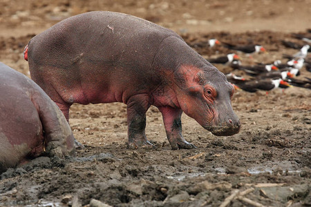 河马Hippopotamusamphibius或河马图片