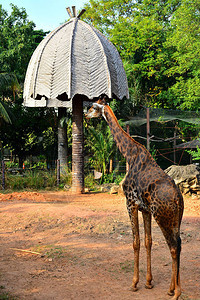 泰国曼谷考丁公园都喜动物园的长颈鹿都喜动物园是泰国曼谷最背景图片
