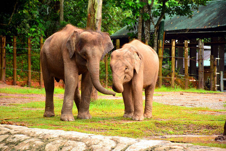 也被称为LokKawi野生动物公园的BorneoP图片